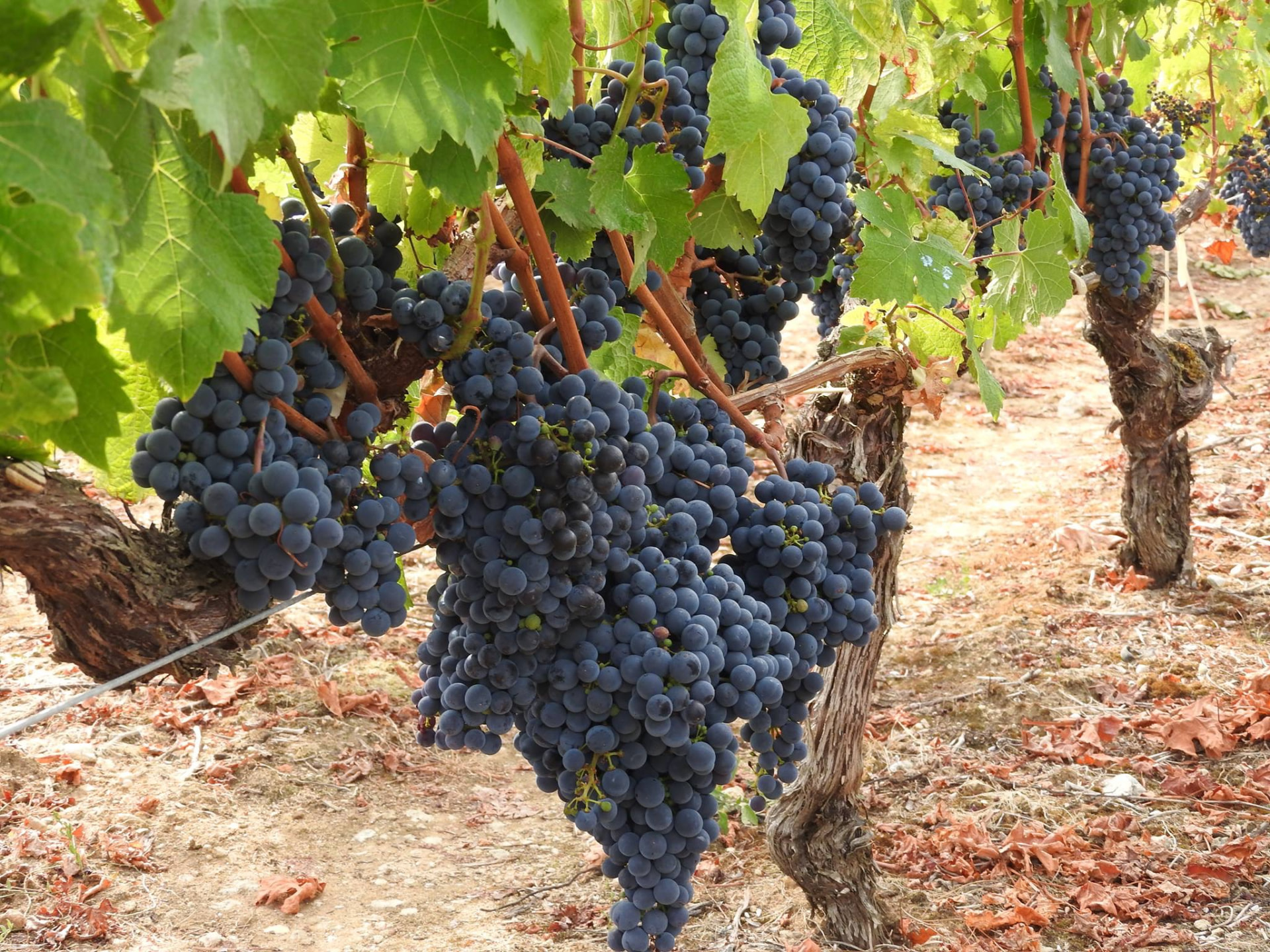 Cabernet Sauvignon à maturité — grappes de raisins rouges sur la vigne